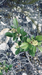 Searsia tomentosa