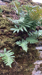 Polypodium vulgare