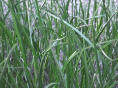 Schoenoplectus triqueter