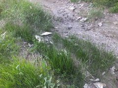 Schoenoplectus triqueter