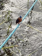 Corythornis cristatus