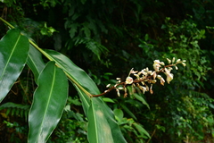 Alpinia formosana