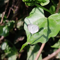 Neopithecops zalmora