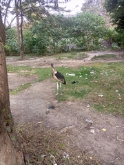 Leptoptilos crumenifer