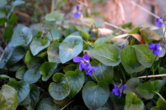 Viola suavis