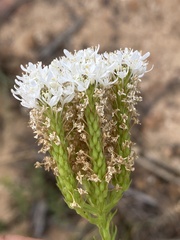 Pseudoselago densifolia