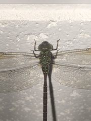 Triacanthagyna trifida