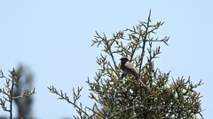 Leptasthenura aegithaloides