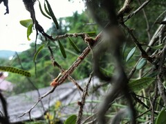 Microgramma vacciniifolia