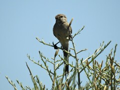 Leptasthenura aegithaloides
