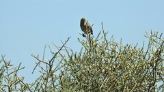 Leptasthenura aegithaloides