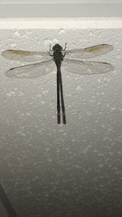 Triacanthagyna trifida