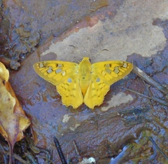 Myscelus amystis epigona