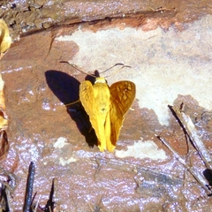 Myscelus amystis epigona