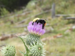 Bombus bellicosus