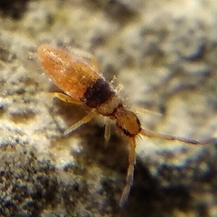 Entomobrya nigrocincta