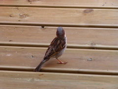 Passer domesticus balearoibericus