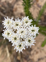 Pseudoselago densifolia