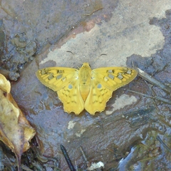 Myscelus amystis epigona