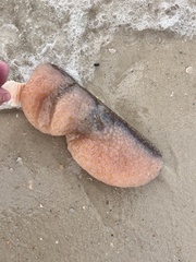 Aplidium stellatum
