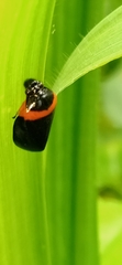Phymatostetha deschampsi