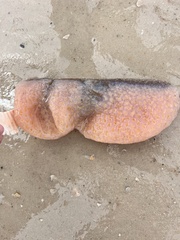 Aplidium stellatum