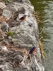 Corythornis cristatus