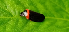 Phymatostetha deschampsi