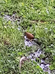 Actophilornis africanus