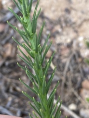 Pseudoselago densifolia