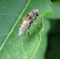 Eristalis