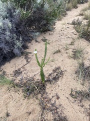 Pseudoselago densifolia