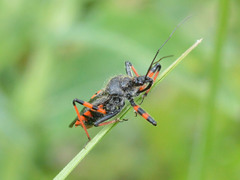 Rhynocoris annulatus