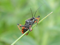Rhynocoris annulatus