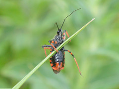 Rhynocoris annulatus