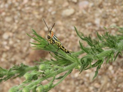 Zoniopoda tarsata