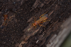 Theronia