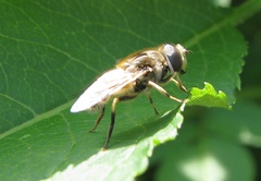 Eristalis