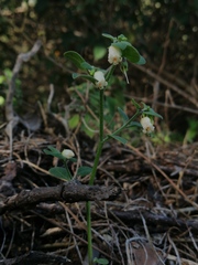 Salpichroa origanifolia