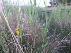 Iris pseudacorus