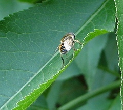 Eristalis