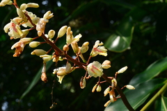 Alpinia formosana