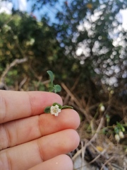 Salpichroa origanifolia