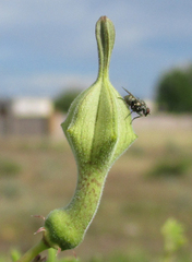 Ceropegia lugardiae image