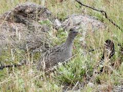 Nothoprocta pentlandii