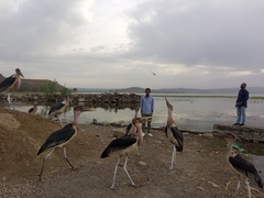 Leptoptilos crumenifer