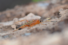 Theronia