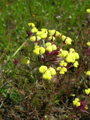 Triphysaria eriantha