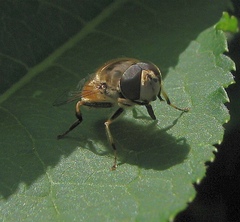 Eristalis
