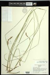 Carex prairea